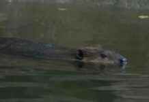 State Officials Order Beaver Rehabbing at Chelmsford Wildlife Rescue to Be Released – WHDH 7News news-01102024-082912