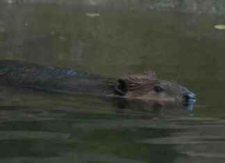 State Officials Order Beaver Rehabbing at Chelmsford Wildlife Rescue to Be Released – WHDH 7News news-01102024-082912