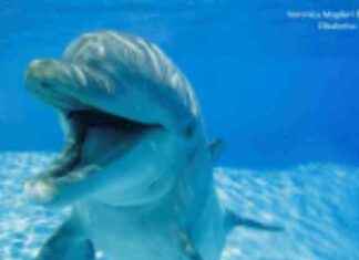 Dolphin Communication: Smiling Behavior in Play and Avoiding Misunderstandings Study news-06102024-084726