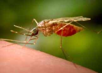 Investigation of First Locally Acquired Dengue Case in Escondido news-06102024-232644