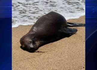 Reward offered for information on sea lion found shot on California beach | WSVN 7News news-10102024-234458
