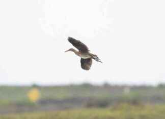 Releasing Endangered Birds at Naval Base Ventura County Point Mugu: A Conservation Effort news-11102024-014956