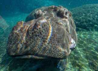 Lupe the Hippo Joins San Diego Zoo from Woodland Park Zoo news-12102024-113856