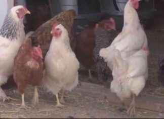 California Health Department Bracing for Increase in Bird Flu Cases news-15102024-094546
