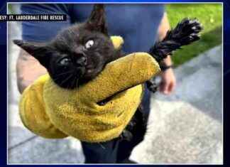 Rescue Crews Save Cat in Fort Lauderdale – WSVN 7News Miami news-15102024-094611