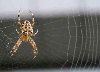 Orb Weaver Spider Season in San Diego: Tips and Facts news-15102024-170840