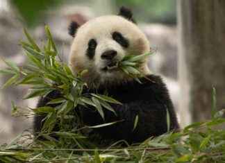 China’s Newest Panda Diplomats Arrive in Washington D.C. news-15102024-170907