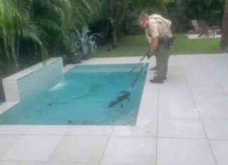 Florida Man Finds Alligator in Pool After Hurricane Milton – WSVN 7News | Miami Sports News news-16102024-115429