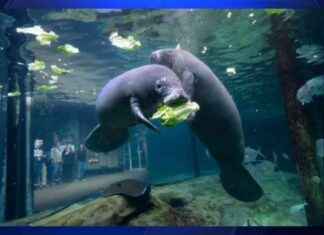 Orphaned Manatees Arrive at SeaWorld Orlando for Rehabilitation – WSVN 7News | Miami news-16102024-170123