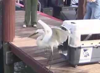 Rescued Heron Released After Treatment in Miami Beach Backyard – WSVN 7News news-17102024-102210