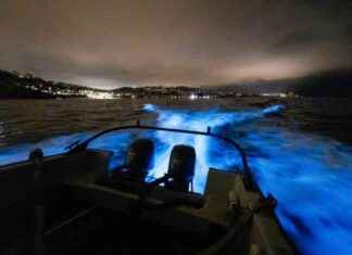 Dolphins Swimming in Bioluminescent Waters in San Diego: A Mesmerizing Sight news-18102024-030459