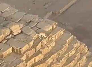 Dog Spotted on Ancient Egyptian Pyramid: WSVN 7News | Miami News news-19102024-231322