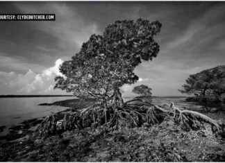 Award-Winning South Florida Photographer Recognized for Wildlife Artwork and Conservation Efforts news-22102024-020832