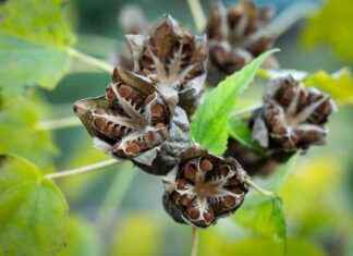 Unlocking the Generosity of Seeds: A Guide – Chicago Reader news-30102024-205423