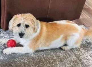 Warning: Illinois Pet Owner’s Dog Dies from Suspected Fentanyl Exposure news-01122024-025947