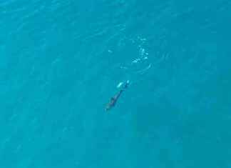 Shark Attack: Surfer’s Leg Bitten Off Near Maui Beach – WSVN 7News | Miami News news-03112024-105924