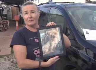 Woman’s Service Dog Found but Not Returned: Hallandale Beach Yorkie Owner Seeks Assistance from Community – WSVN 7News news-03112024-130108