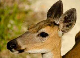 The Future of Florida’s Key Deer Amid Rising Seas: WSVN 7News | Miami News news-07112024-184211