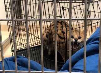 Rescued Exotic Servals from St. Louis County Car Crash Find Shelter at APA news-09112024-005553