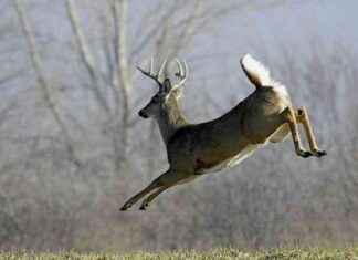 Wildwood’s Second Deer Culling Season: Addressing Density and Safety Concerns news-10112024-124006