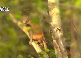 24 Monkeys Escaped from South Carolina Lab Recovered Unharmed – WSVN 7News Miami news-11112024-100735