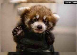 Triplet Red Pandas Born at Lincoln Children’s Zoo: Cute Baby Animals Bring Joy to Visitors news-14112024-181056
