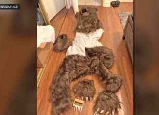 California Authorities Arrest 4 for Staging Bear Attacks for Insurance Payouts news-14112024-224008