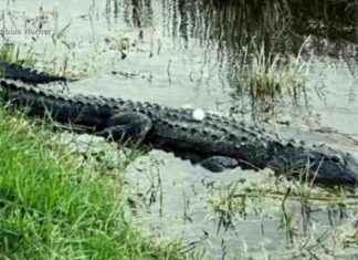 Golfer Spots Gator on Naples Course: What Happened Next Will Surprise You! news-17112024-142124
