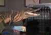 Alligator Rescued from Creek and relocated to Reptile Sanctuary in Fort Lauderdale news-18112024-073945