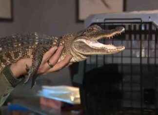 Alligator Rescued from Creek and relocated to Reptile Sanctuary in Fort Lauderdale news-18112024-073945