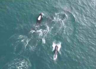 Killer Whale Pod Spotted by San Diego Whale Watching Group news-28112024-013210