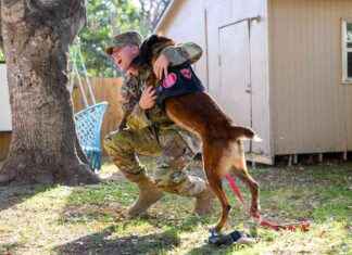 Reunited: US Soldier and K-9 Partner Share Heartwarming Surprise – WSVN 7News | Miami News news-28112024-183328