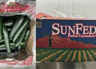 SunFed Cucumber Recall for Salmonella Contamination in US and Canada news-29112024-221629