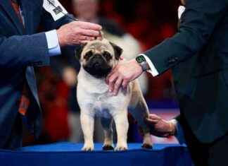 Vito the Pug Wins National Dog Show: A Heartwarming Triumph | WSVN 7News news-30112024-021914