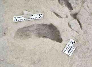Ancient Human Species Cross Paths: Fossilized Footprints Discovery | WSVN 7News Miami news-30112024-042049