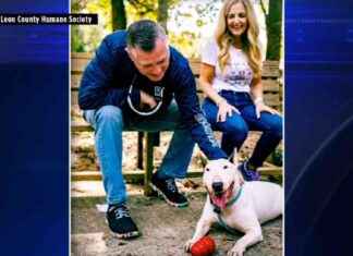 Adopted Parkland Family Shares Heartwarming Journey with Abused Dog | WSVN 7News adopted-parkland-family-shares-heartwarming-journey-with-abused-dog-wsvn-7news