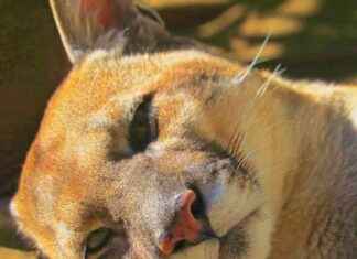 Avian Influenza Outbreak: Fatalities Among Cats and Zoo Animals in US avian-nfluenza-outbreak-fatalities-among-cats-and-zoo-animals-in-us