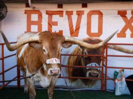 bevo-texas-football-mascot-banned-from-sidelines-of-cfp-game