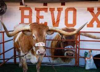 Bevo, Texas Football Mascot, Banned from Sidelines of CFP Game bevo-texas-football-mascot-banned-from-sidelines-of-cfp-game