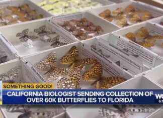 California Biologist Sending Collection of Over 60K Butterflies to Florida california-biologist-sending-collection-of-over-60k-butterflies-to-florida