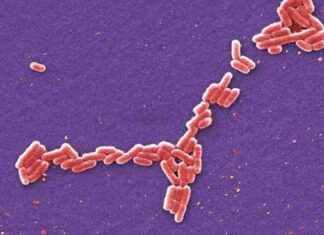 California Farm Faces Lawsuit for E. coli Outbreak in St. Louis: What You Need to Know california-farm-faces-lawsuit-for-e-coli-outbreak-in-st-louis-what-you-need-to-know