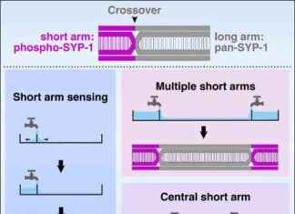 Chromosome Self-Measurement for Division: Insights from Researchers chromosome-self-measurement-for-division-nsights-from-researchers