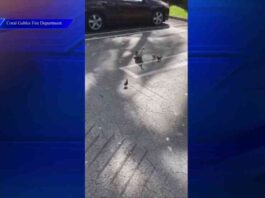 firefighters-in-coral-gables-rescue-ducklings-trapped-in-drain