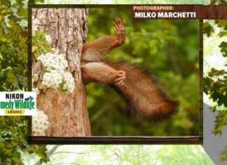 Funniest Wildlife Photography Wins Video Comedy Awards funniest-wildlife-photography-wins-video-comedy-awards