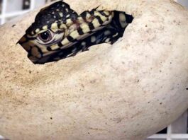 la-zoo-welcomes-first-ever-perentie-lizard-hatchlings-one-of-worlds-largest-species