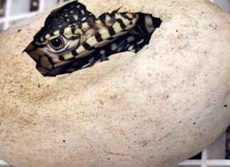 LA Zoo Welcomes First-Ever Perentie Lizard Hatchlings, One of World’s Largest Species la-zoo-welcomes-first-ever-perentie-lizard-hatchlings-one-of-worlds-largest-species