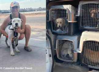 Rescuing Dogs from Border ‘Kill Shelters’ to Safety in San Diego: Ways to Assist news-01122024-040146