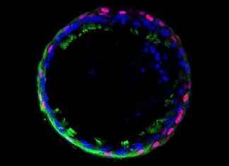 Harnessing the Power of Lab-Grown Organoids for Human-Specific Research Insights news-02122024-202142