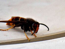 officials-announce-successful-eradication-of-murder-hornet-in-the-us