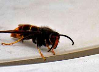 Officials announce successful eradication of ‘murder hornet’ in the U.S. officials-announce-successful-eradication-of-murder-hornet-in-the-us